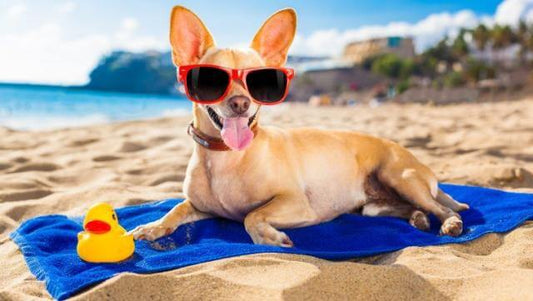 Summer Safety Tips: Beat the Heat! 🌞🐶