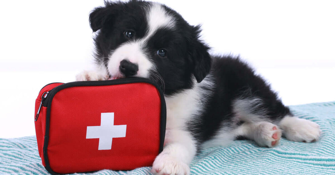 Be Prepared! Celebrating Pet First Aid Awareness Month with Atlas Paws ⚕️
