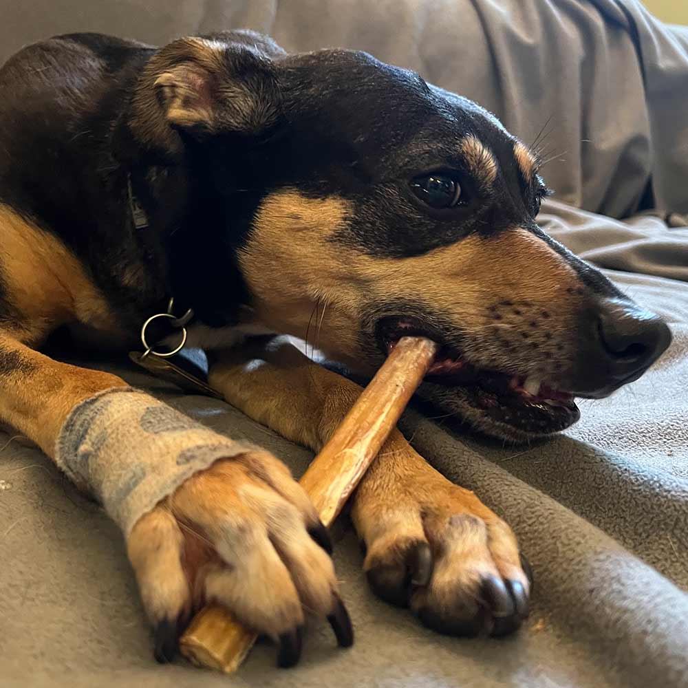 12" Standard Bully Stick