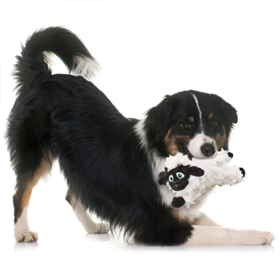 Black Sheep Peluche Dog Toy