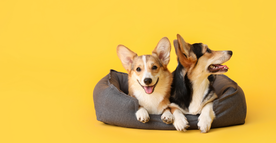 Choosing the Right Dog Boarding Facility: Key Factors to Consider" 🏠🐾