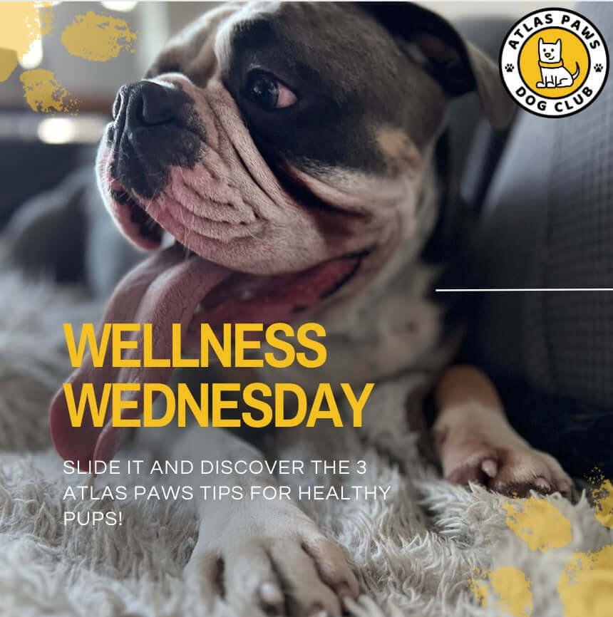 Wellness Wednesday: 3 Top Tips for a Happy, Healthy Pup