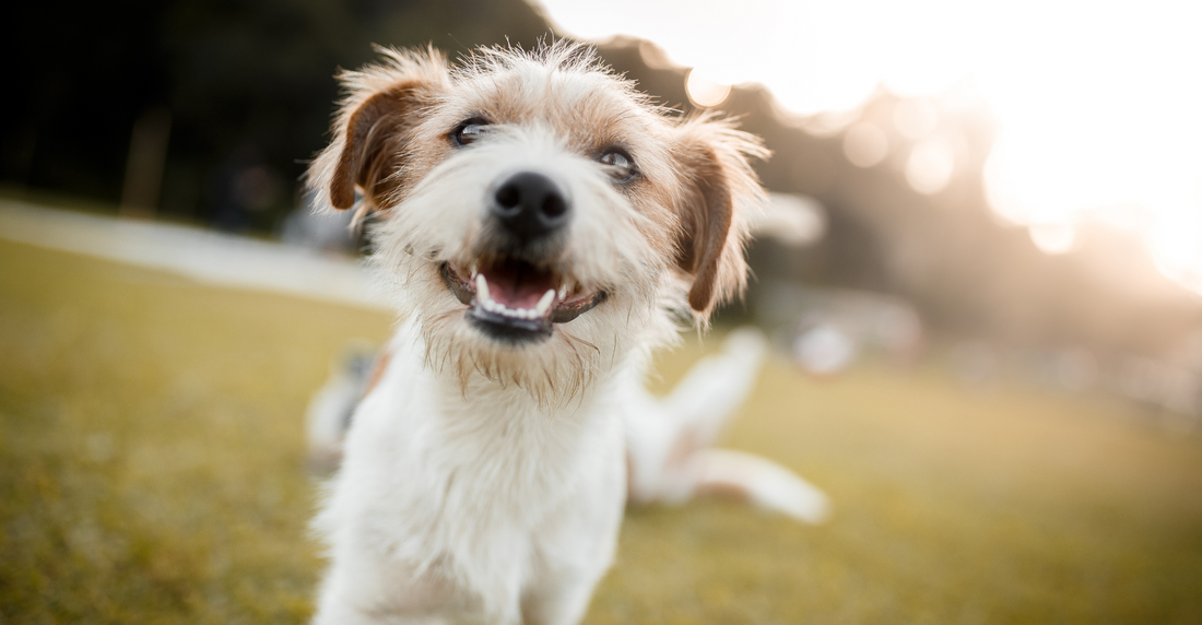 Prepping Your Pooch for Daycare: Top Tips for a Smooth Transition" 🐶🎒