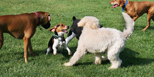 Unleashing Canine Confidence: How Daycare & Boarding Can Boost Dog Wellness ✨