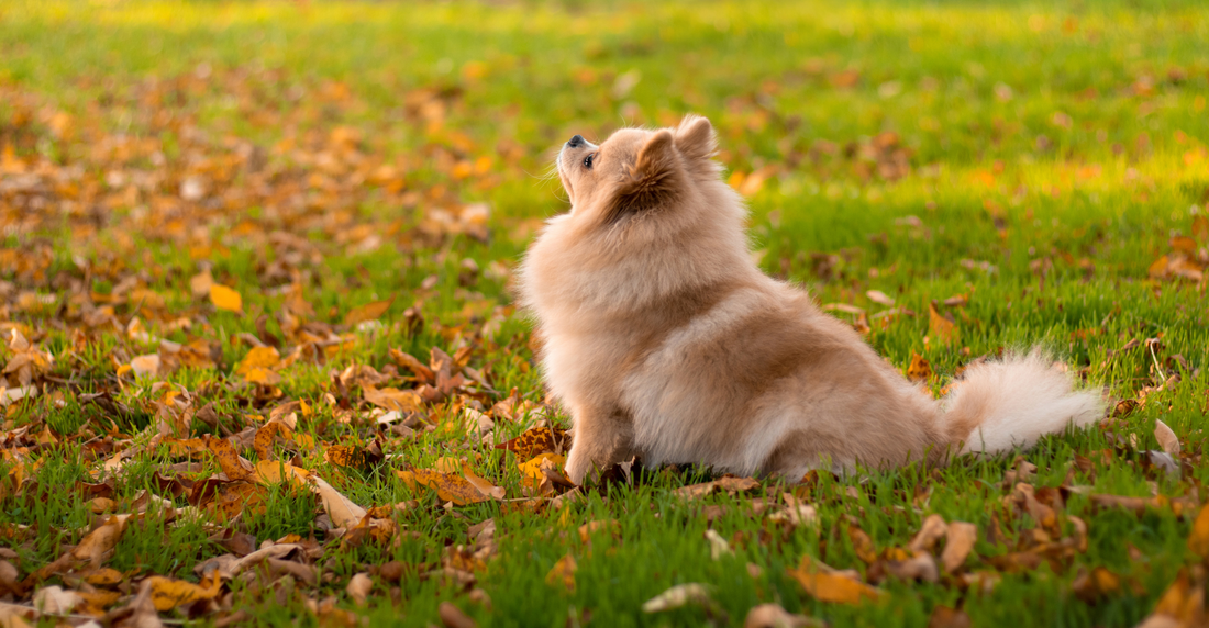 Celebrating International Animal Rights Day: A Tribute to our Furry Friends 🐾