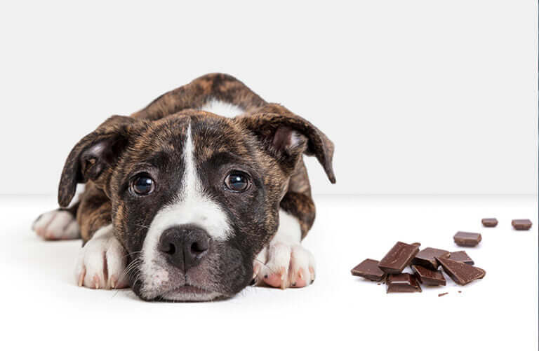 Keeping Your Furry Friends Safe: Pet Poison Prevention Awareness Month with Atlas Paws