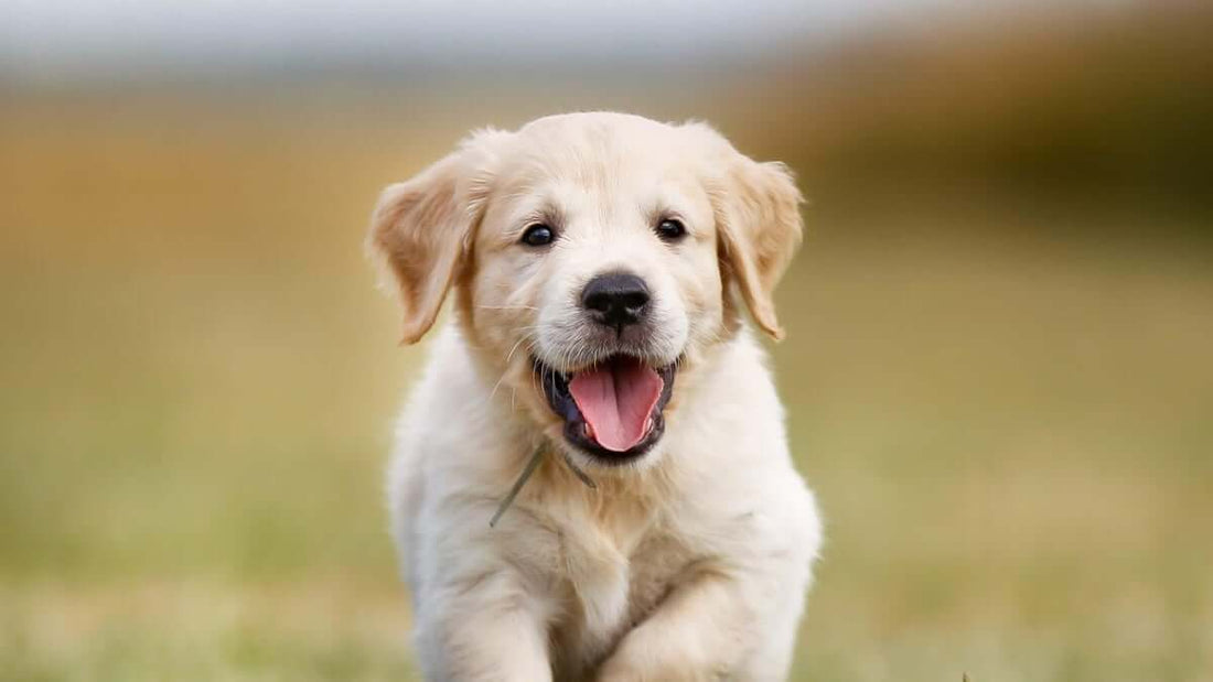 Get Ready to Celebrate the Unconditional Love of Puppies with Atlas Paws!
